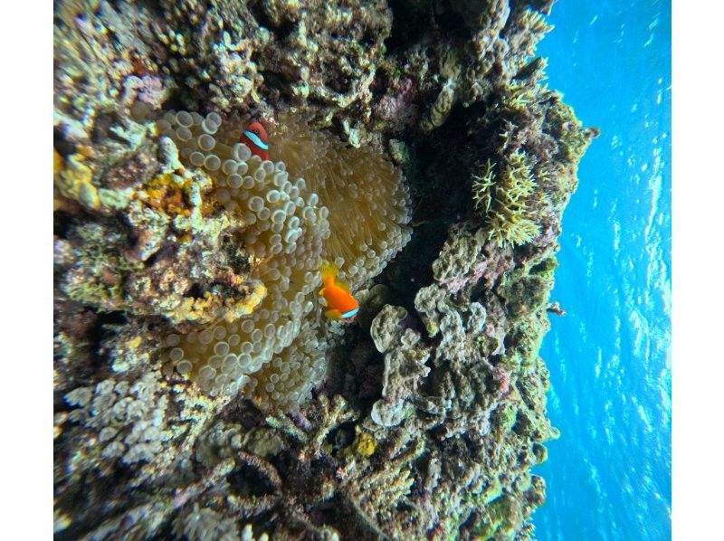 ピース のギャラリー