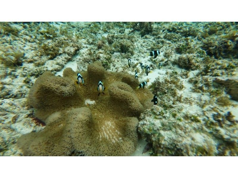 石垣島  ADVENTURE PiPi（ピピ） のギャラリー