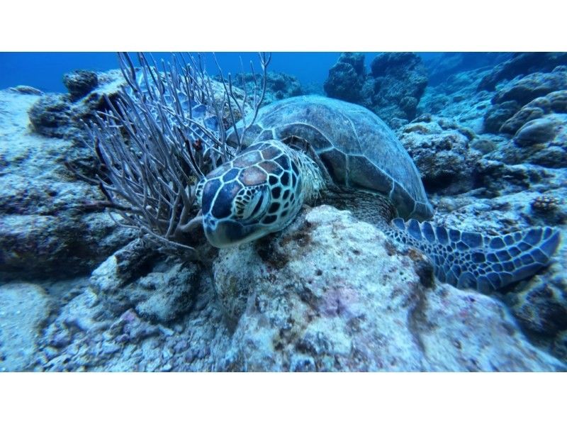 石垣島  ADVENTURE PiPi（ピピ） のギャラリー