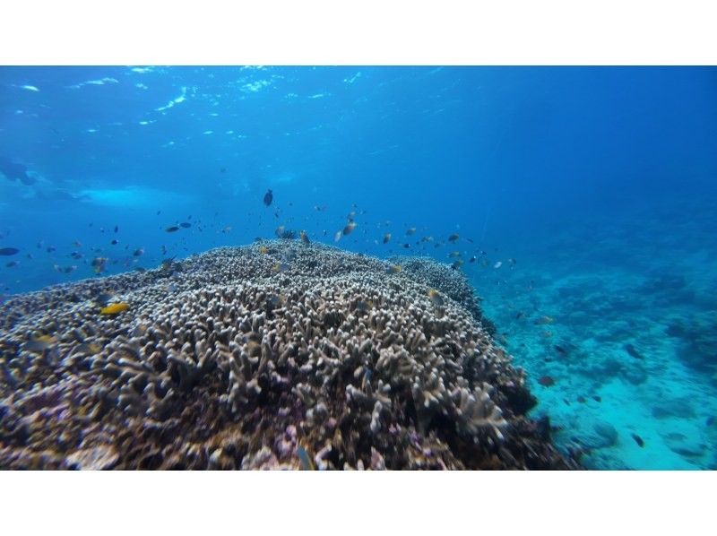 石垣島  ADVENTURE PiPi（ピピ） のギャラリー