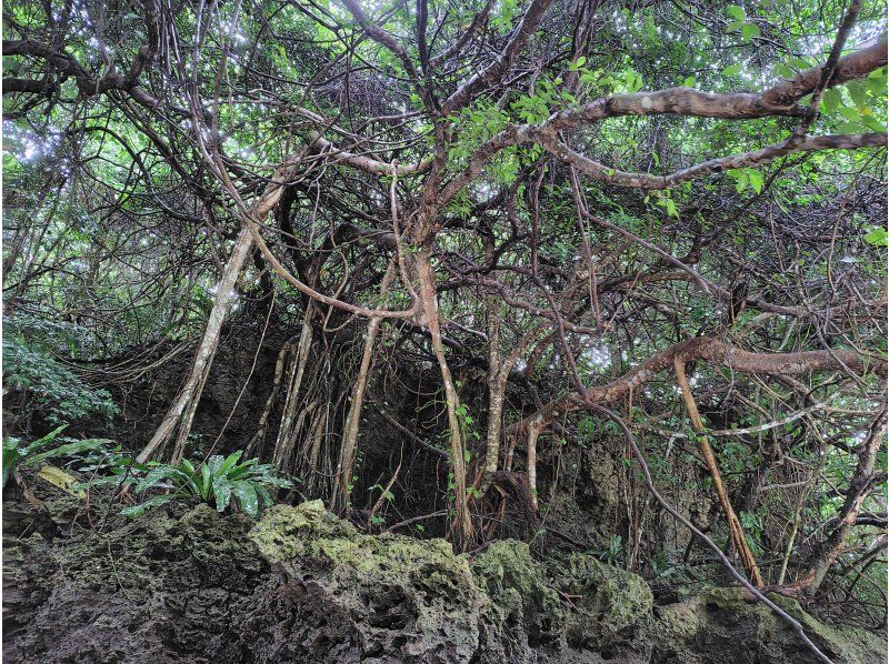 マリンショップしまじかん のギャラリー