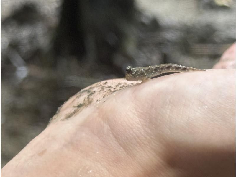石垣島 海ツアー のギャラリー