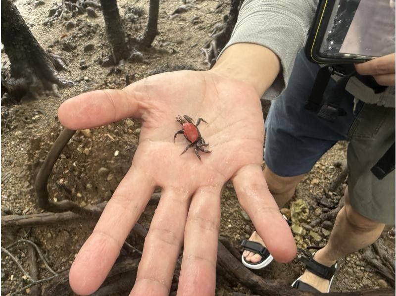 石垣島 海ツアー のギャラリー