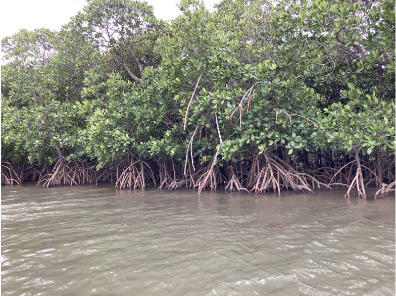 西表島カヌーツアー風車 のギャラリー