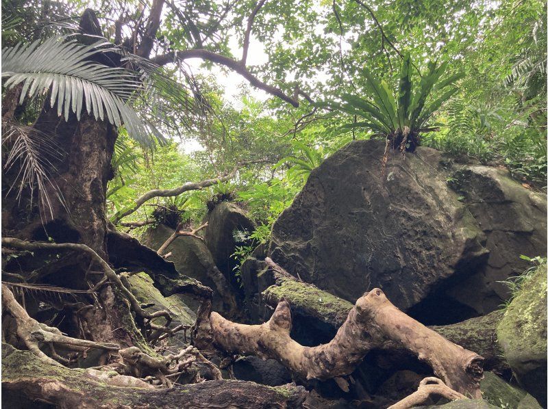 西表島カヌーツアー風車 のギャラリー