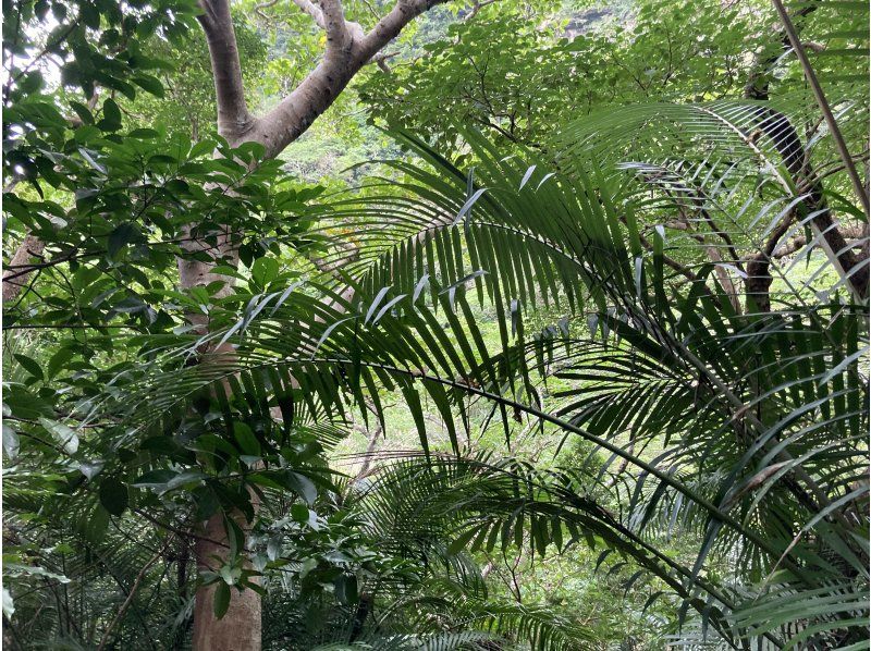 西表島カヌーツアー風車 のギャラリー