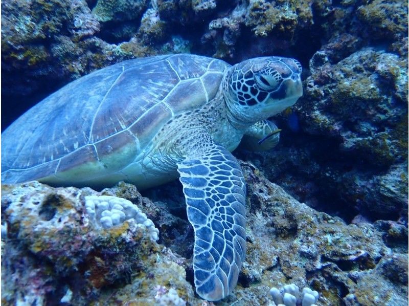 3 piece のギャラリー