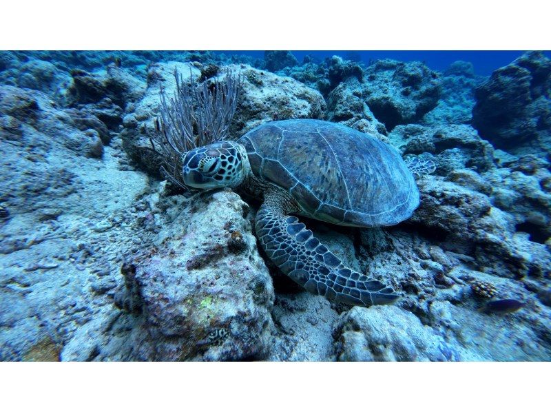 石垣島  ADVENTURE PiPi（ピピ） のギャラリー