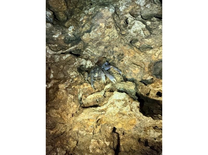 NATURE SHOP PAO のギャラリー