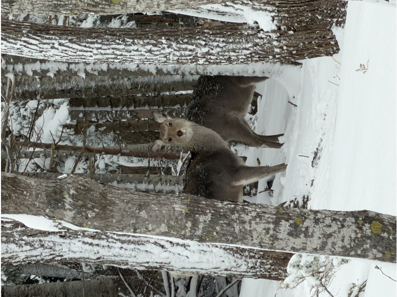 知床ネイチャーガイド星の時間(Starhours) のギャラリー
