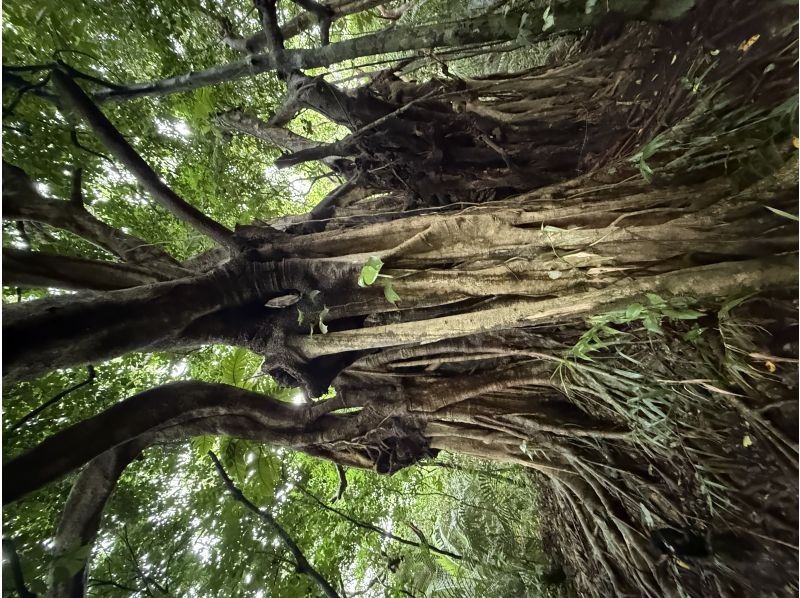 西表島コモレビトリップ のギャラリー