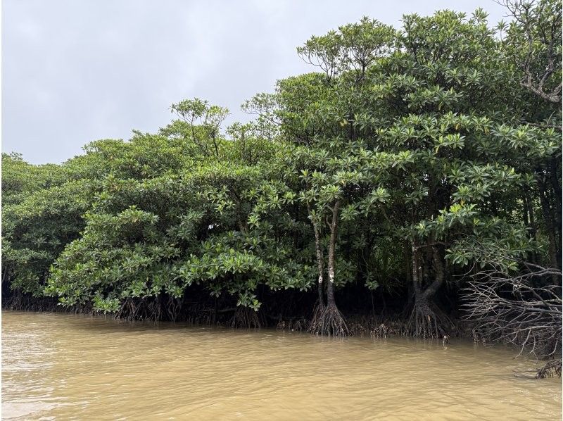 西表島コモレビトリップ のギャラリー