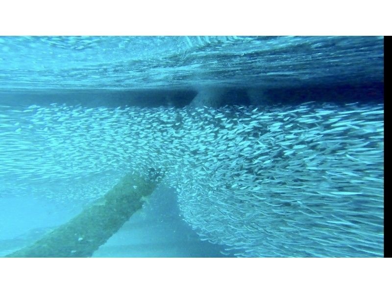 沖縄マリンサービスTI.OCEAN のギャラリー