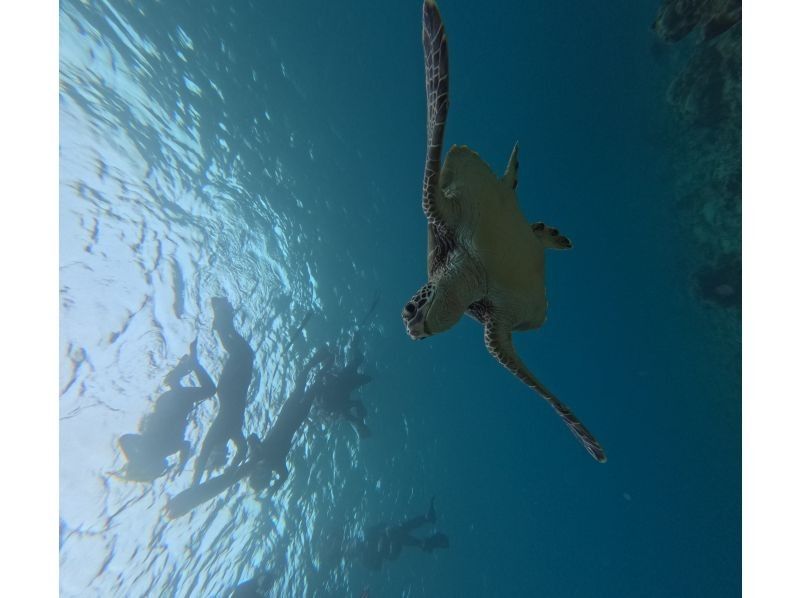 石垣島　ウミガメシュノーケル　マリンショップHAPPY のギャラリー