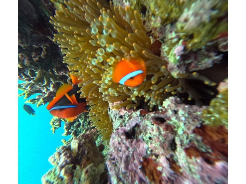 石垣島　ウミガメシュノーケル　マリンショップHAPPY のギャラリー