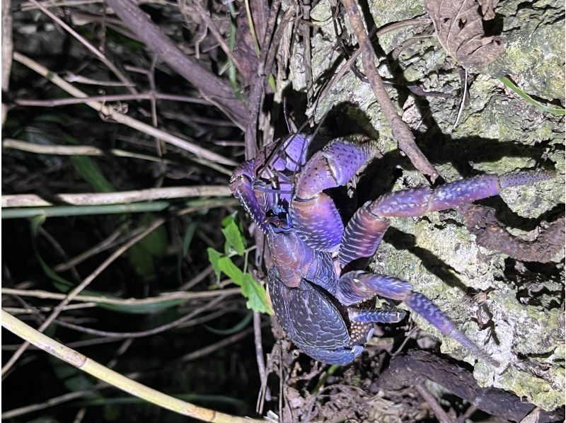 石垣島　ウミガメシュノーケル　マリンショップHAPPY のギャラリー