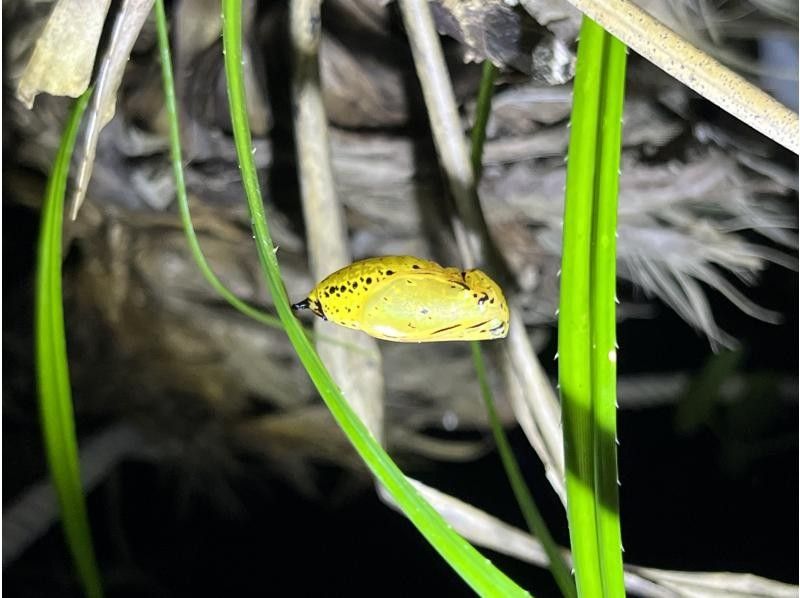 石垣島　ウミガメシュノーケル　マリンショップHAPPY のギャラリー