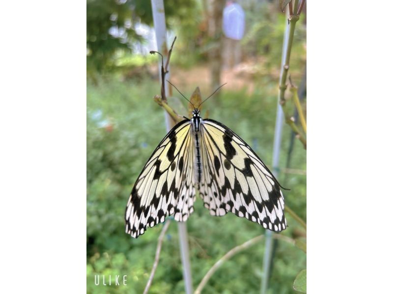 西表島 ADVENTURE PiPi（ピピ） のギャラリー