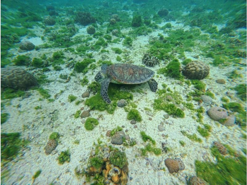 沖縄ダイビングショップ　シェルシー のギャラリー