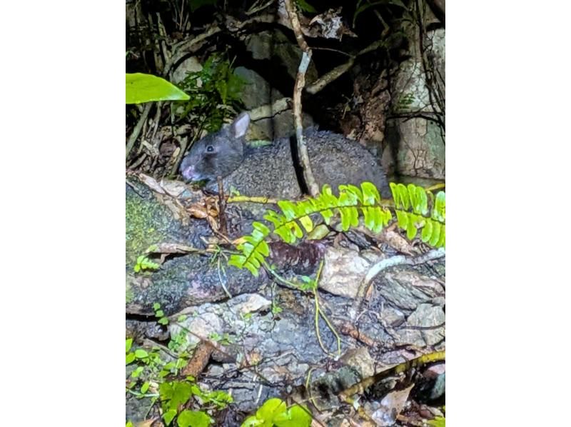 奄美バギー＆ナイトウォッチングガイドサービス のギャラリー