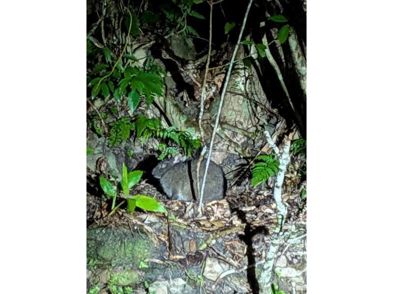 奄美バギー＆ナイトウォッチングガイドサービス のギャラリー