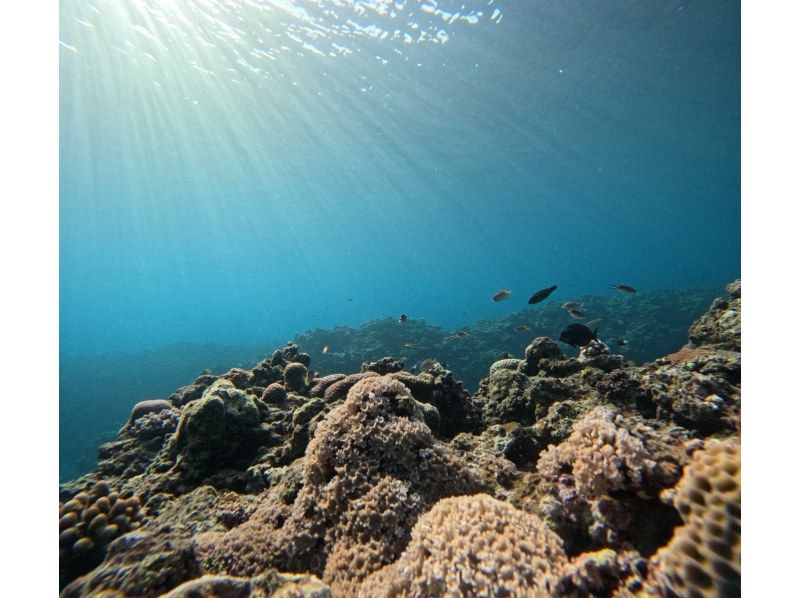 マーレ石垣島 のギャラリー