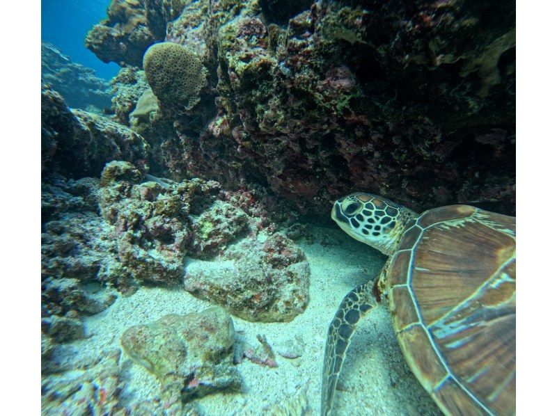 マーレ石垣島 のギャラリー