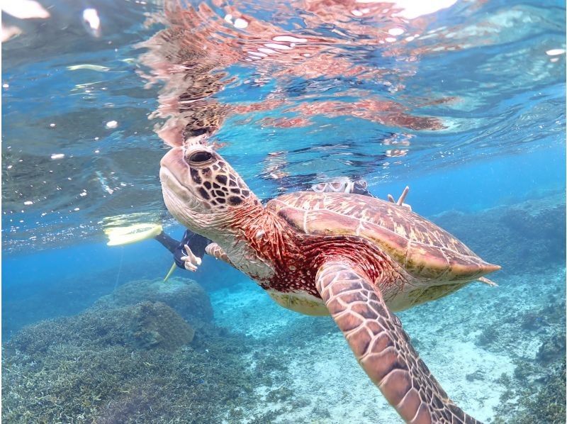 宮古島マリンショップSmiley のギャラリー