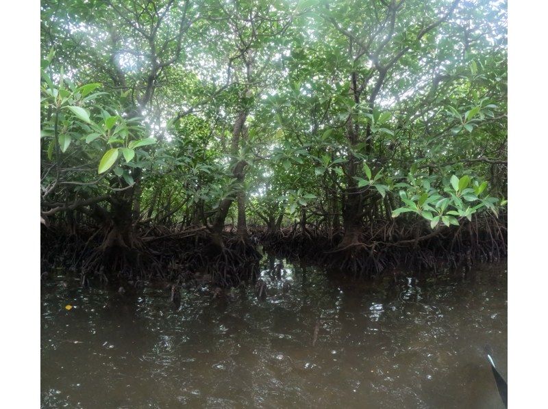 西表島 ADVENTURE PiPi（ピピ） のギャラリー