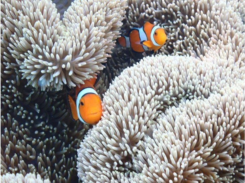 宮古島マリン SUGAR3 のギャラリー