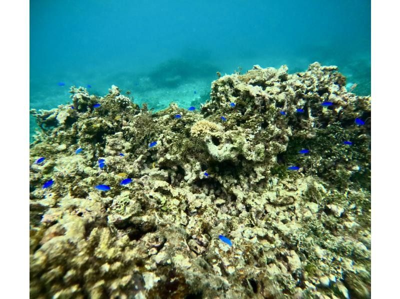 石垣島  ADVENTURE PiPi（ピピ） のギャラリー