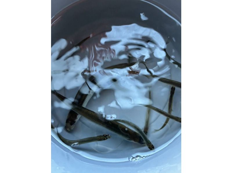 ガクロクマリン のギャラリー