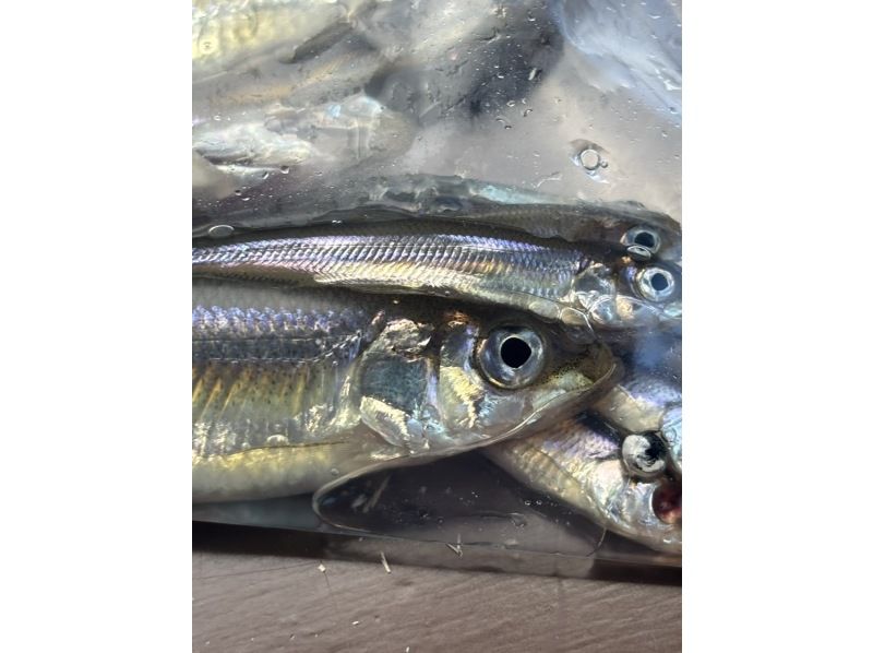 ガクロクマリン のギャラリー