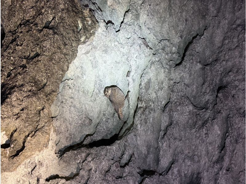 NATURE SHOP PAO のギャラリー