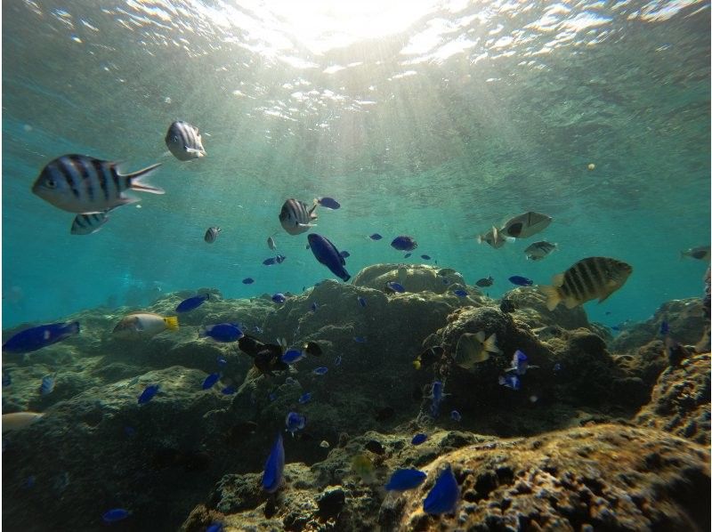 武藤潜水 のギャラリー