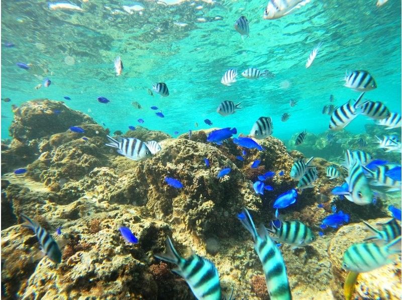 武藤潜水 のギャラリー