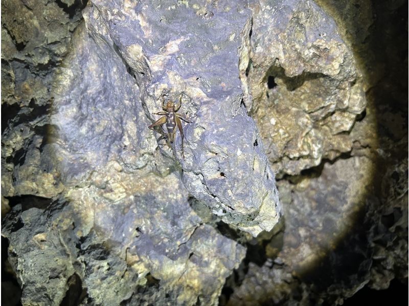 スターライフ石垣島 のギャラリー