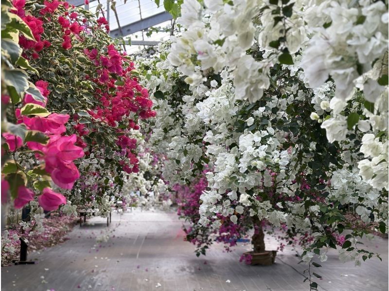 Nami宮古島 のギャラリー