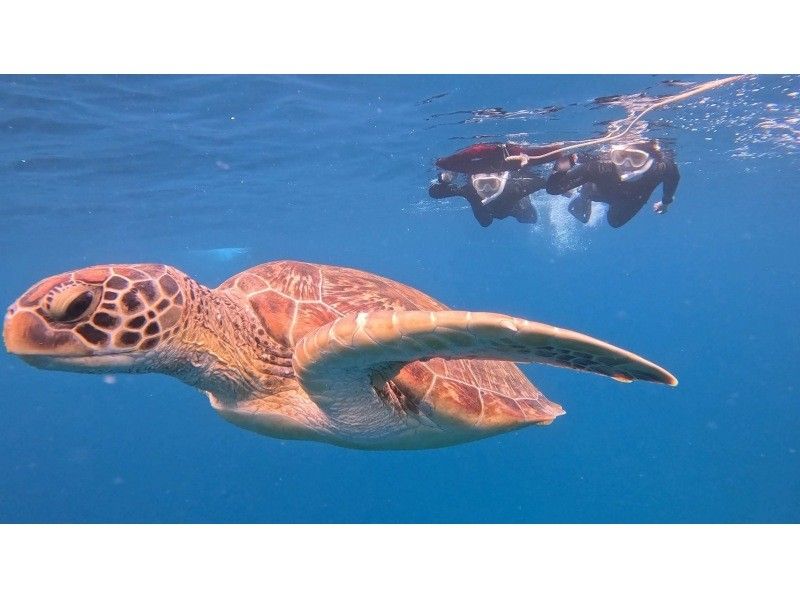 マリンショップしまじかん のギャラリー