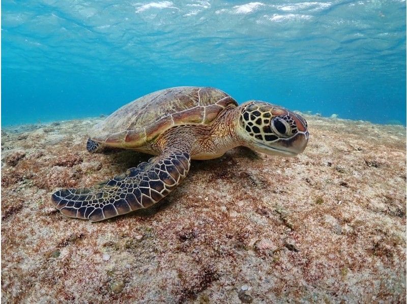 宮古島 ADVENTURE PiPi（ピピ） のギャラリー