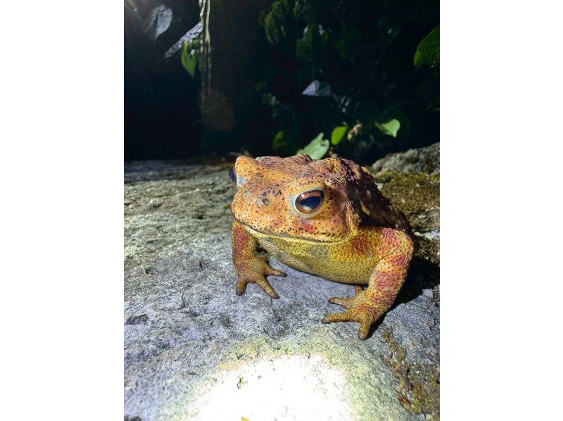 オースリーシュノーケル宮古島 のギャラリー