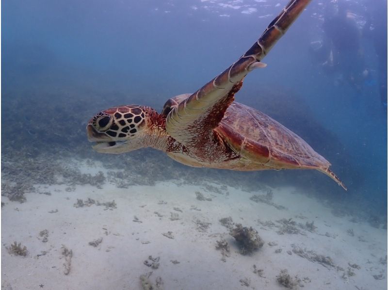 オースリーシュノーケル宮古島 のギャラリー