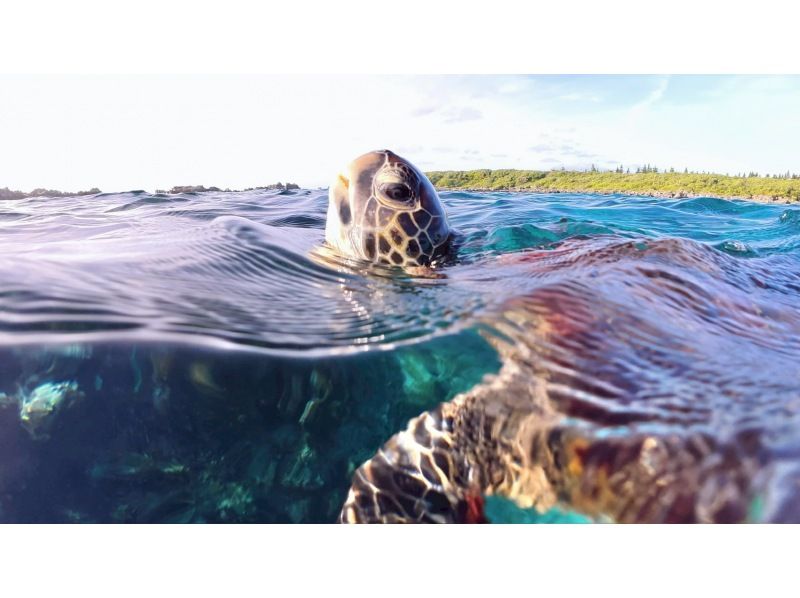 オースリーシュノーケル宮古島 のギャラリー
