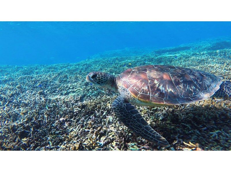 オースリーシュノーケル宮古島 のギャラリー