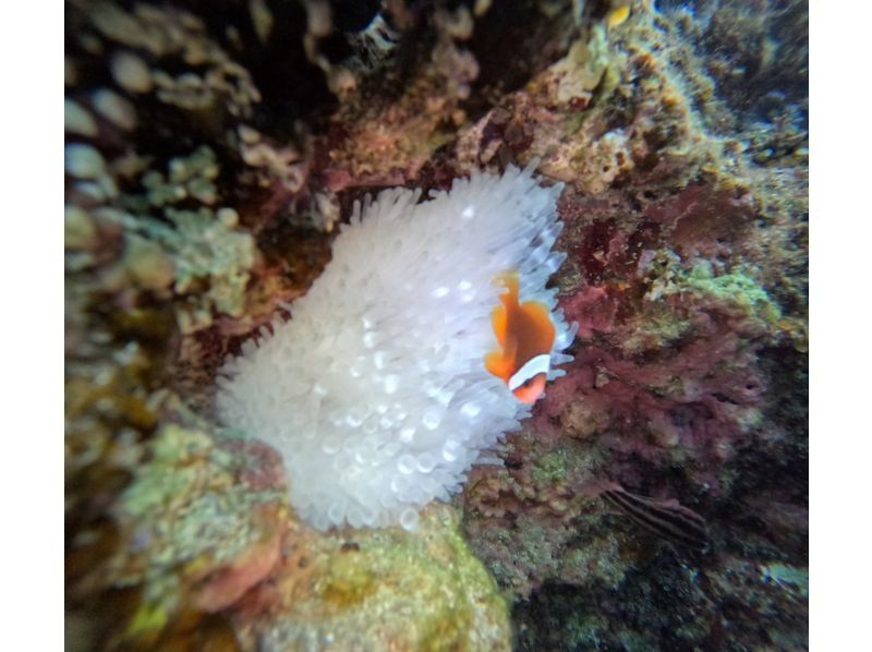 武藤潜水 のギャラリー