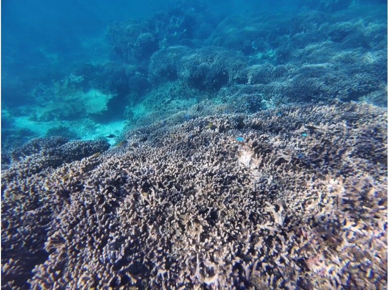 石垣島  ADVENTURE PiPi（ピピ） のギャラリー