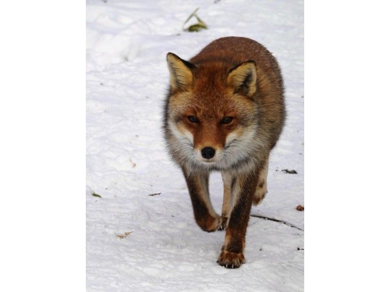 株式会社日光自然博物館 のギャラリー