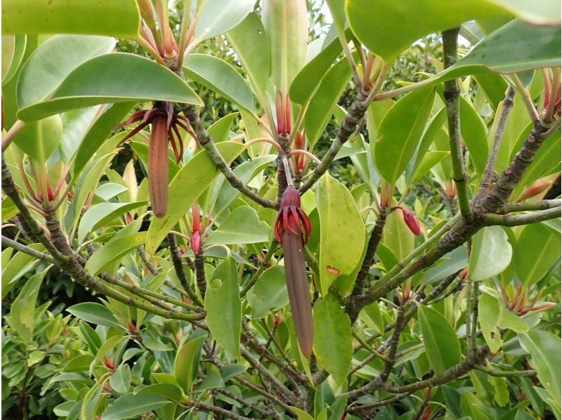 縄文トライブス　宮古島 のギャラリー