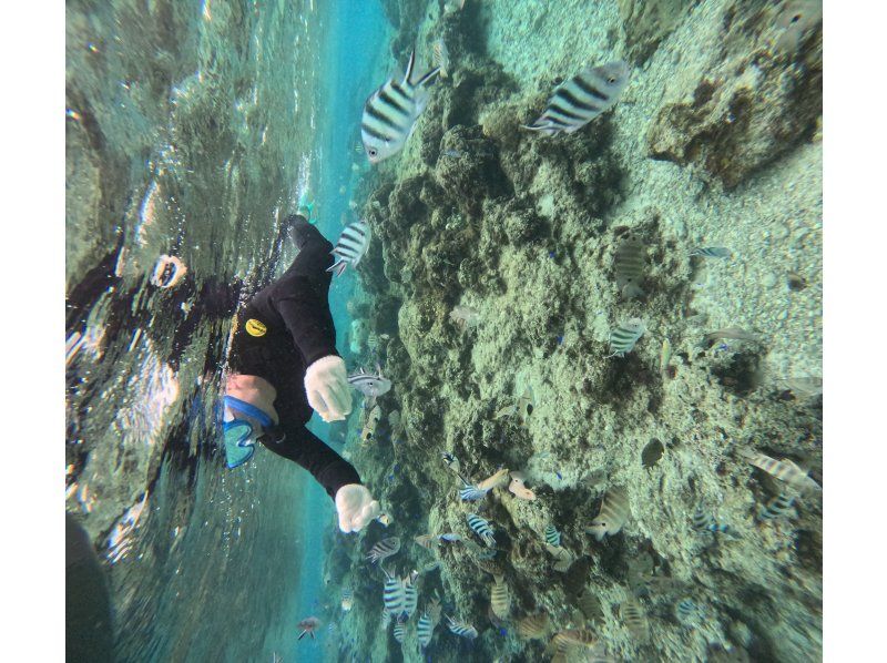 沖縄ダイビングショップシーモール のギャラリー