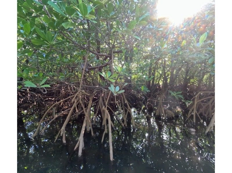 西表島 ADVENTURE PiPi（ピピ） のギャラリー